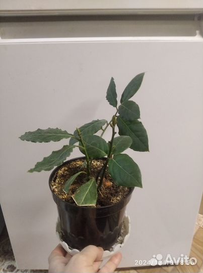 Лавр, лимонник