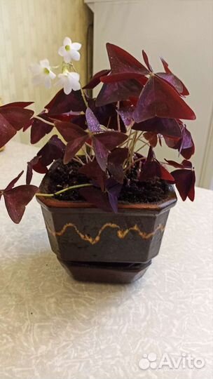 Аихризон-дерево любви, оксалис