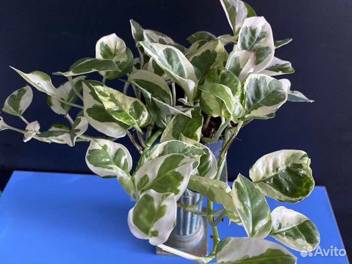 Эпипремнумы