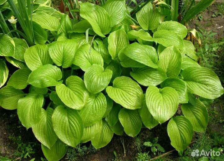 Хоста подорожниковая