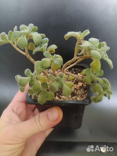 Суккуленты