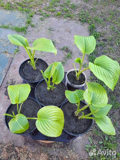 Хоста растёт в тени