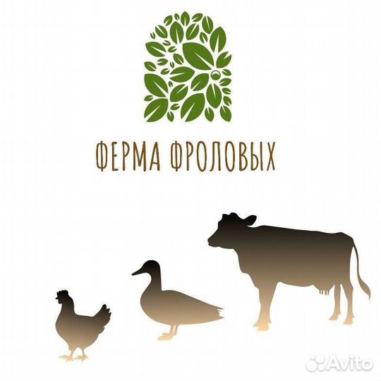 Молоко коровье домашнее