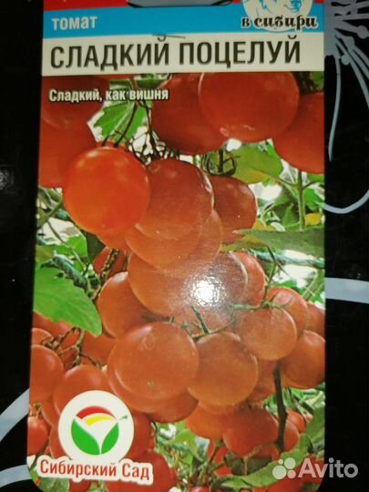 Рассада помидор, перцев, баклажан