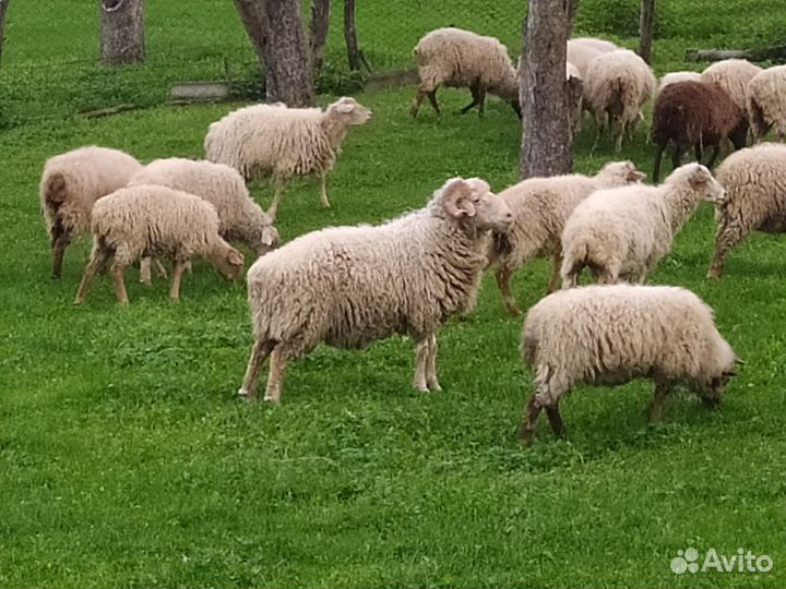 Овцы бараны