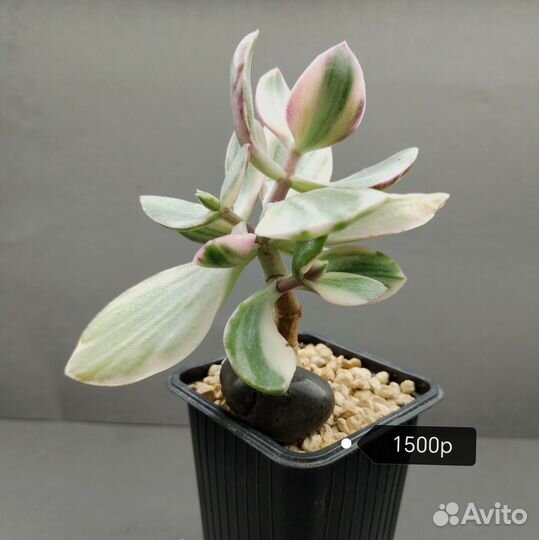 Крассула Триколор