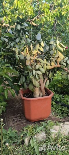 Крассула толстянка