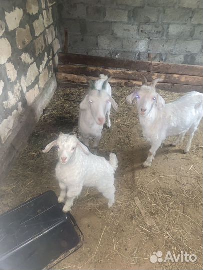 Пуховые козы