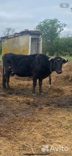 Коровы и бык