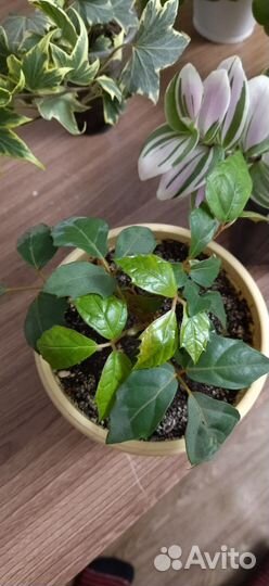 Комнатные цветы