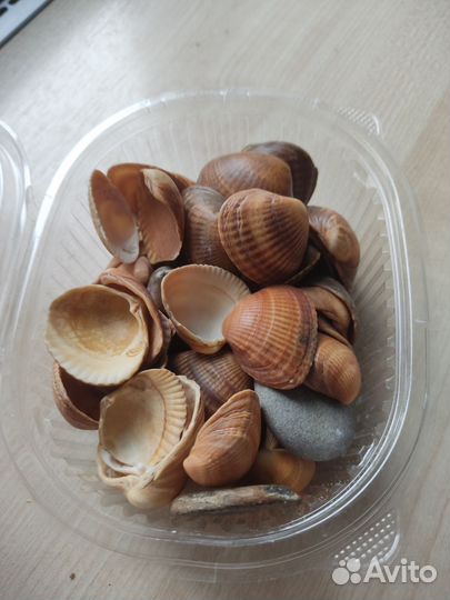 Морские ракушки