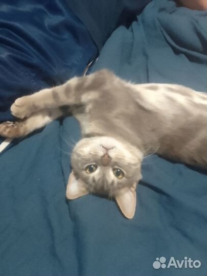 Котик британца, вязка