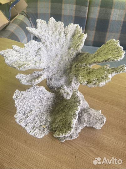 Коралл натуральный