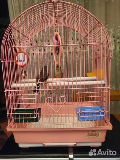 Клетка для птиц с Амадинами