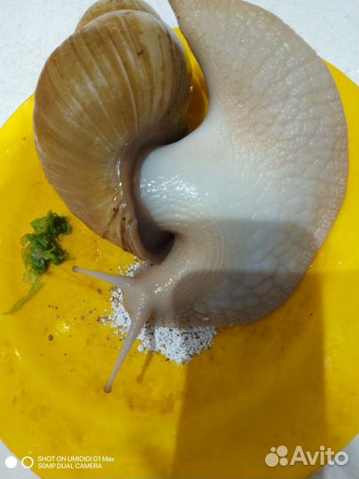 Улитки ахатины