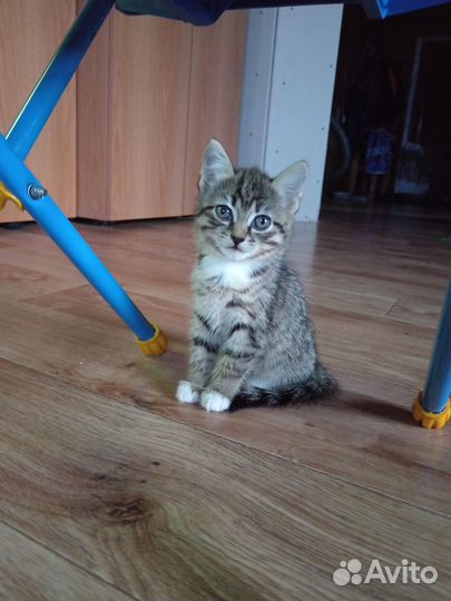 Кошечка в добрые руки