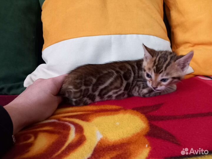 Бенгальские котята