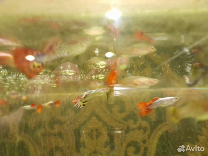 Аквариумные рыбки петушок гуппи и тд