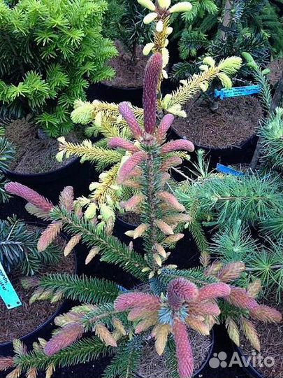 Ель сербская Ротер Аустреб