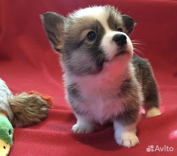 Вельш-корги пемброк