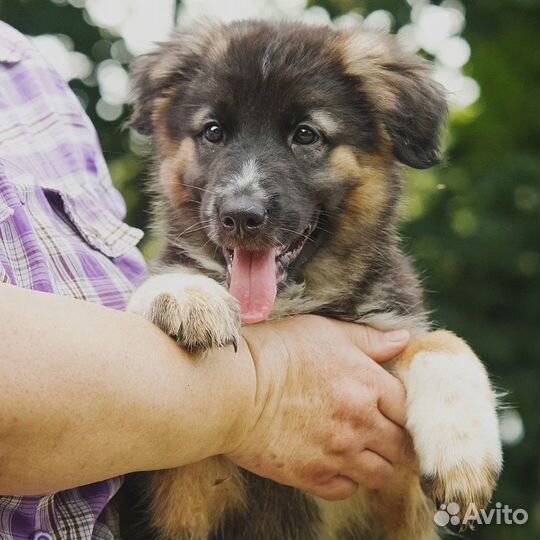 Щенок девочка в добрые руки бесплатно