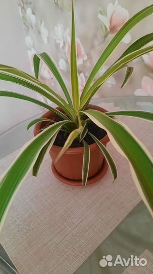 Хлорофитум хохлатый