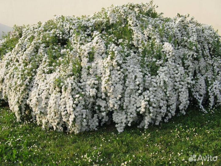 Спиреи: Голд Флейм (Goldflame),Кантонская ланцеата