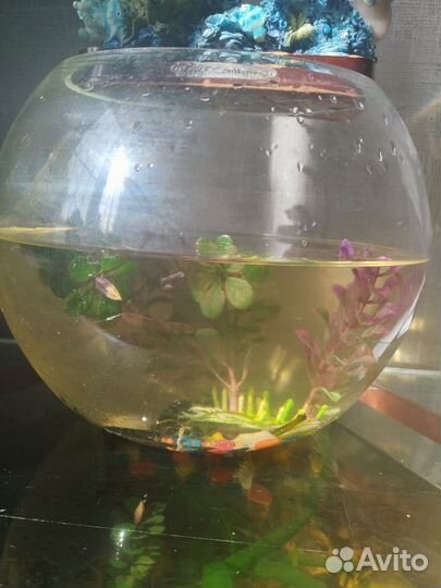 Аквариум с рыбками, компрессор