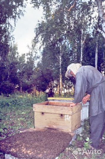 Продам пчел