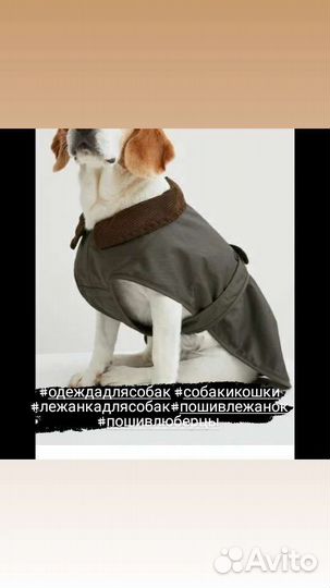 Одежда для собак