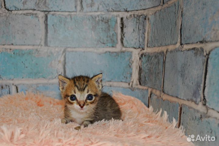 Спасенный котенок в самые добрые руки