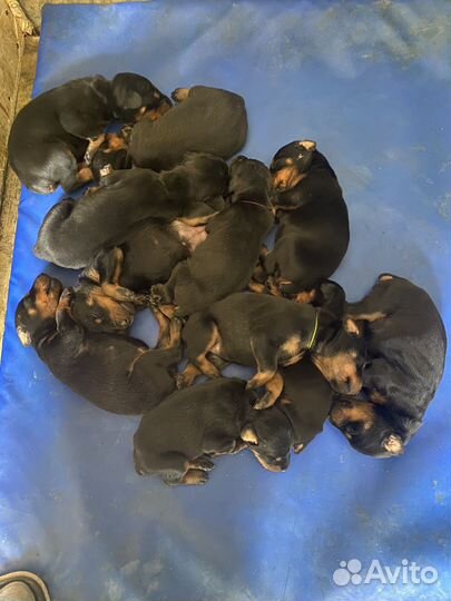 Щенки добермана