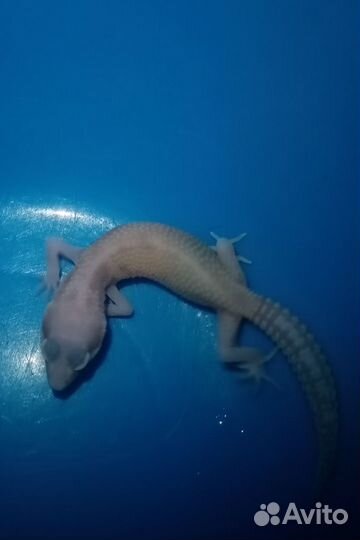 Эублефар малыши