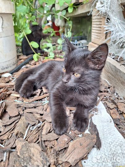 Котята