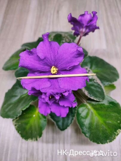 Фиалки сортовые