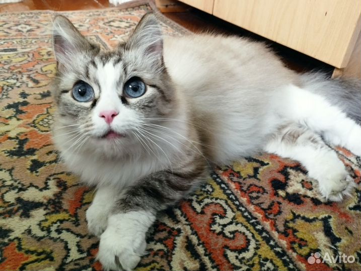 Кот бесплатно