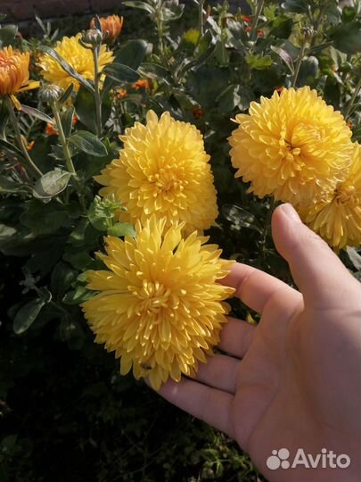 Черенки хризантемы