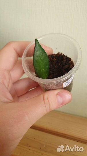 Хойя Davidcummingii