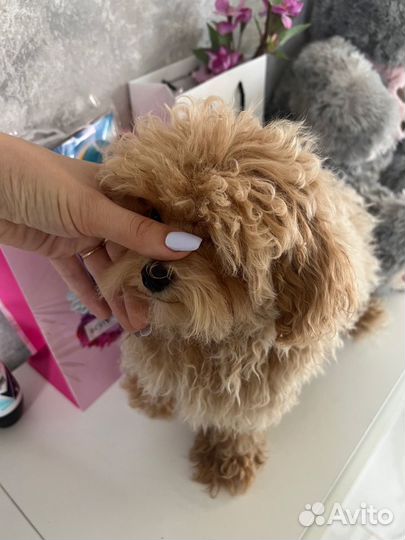 Мальтипу ф1 корейский мальчик Baby face mini