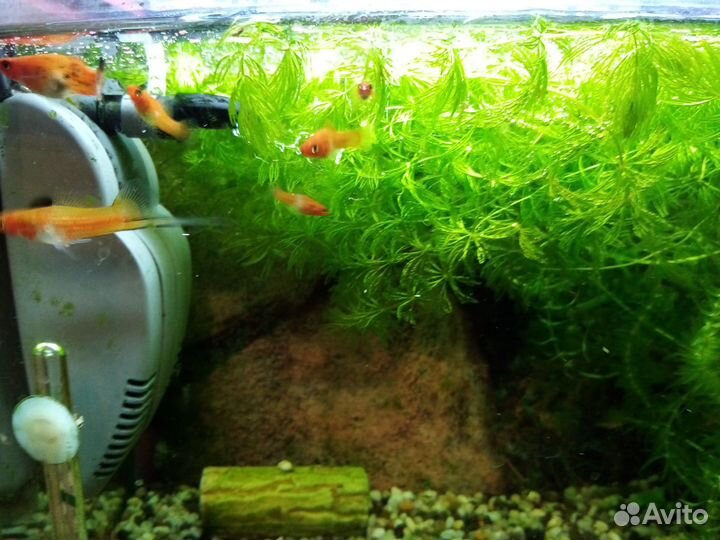 Меченосцы ситцевые и кои