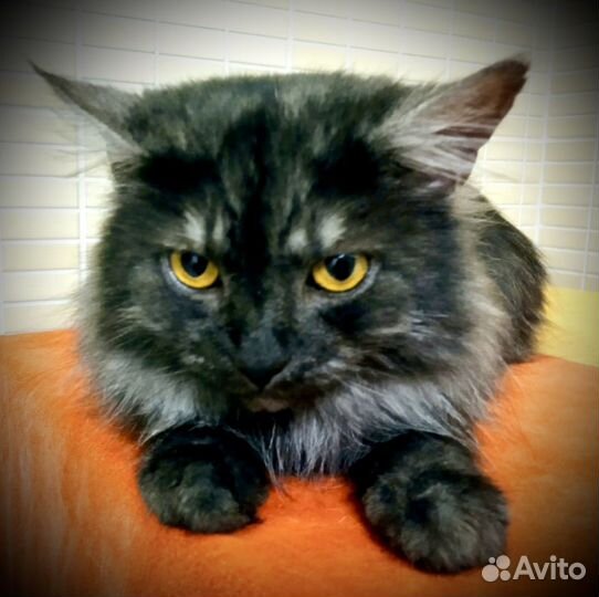 Котик Маркиз ищет семью