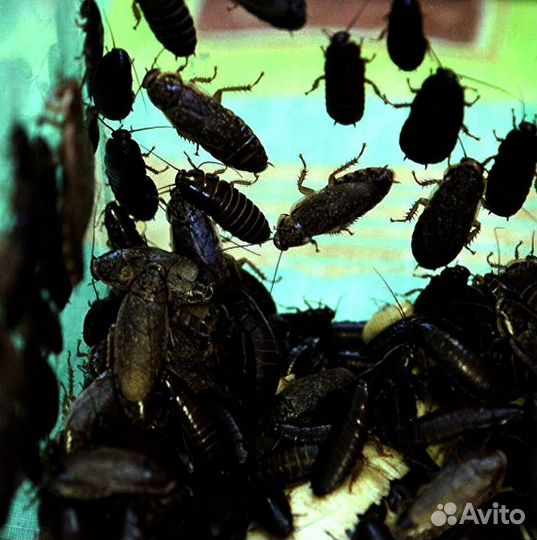 Уничтожение клопов тараканов комаров шершней крота