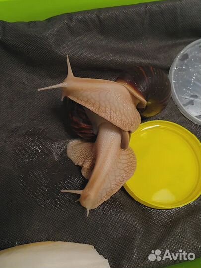 Улитки ахатины