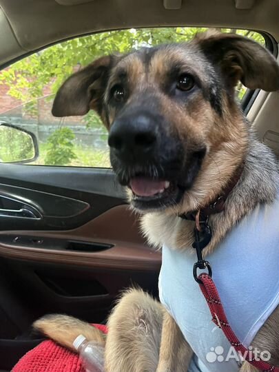 Собака в добрые руки