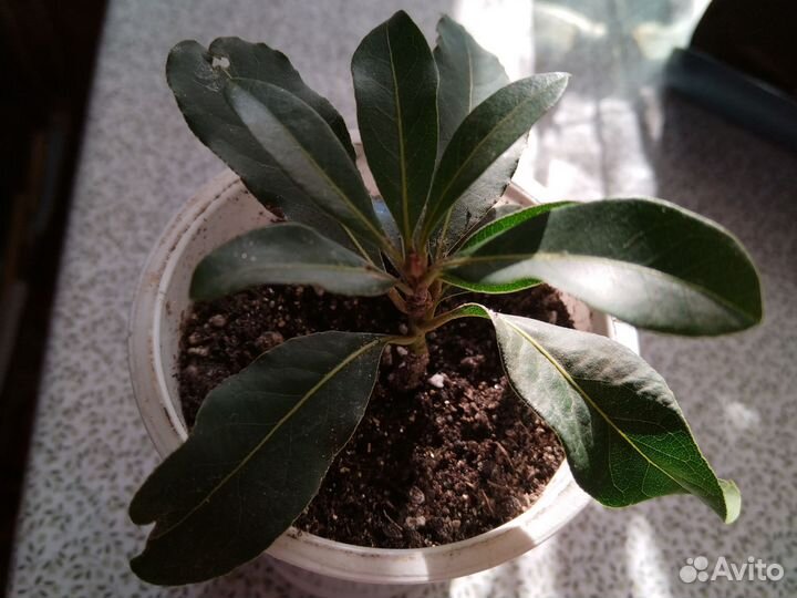 Лавр благородный