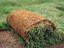 Газонная трава в рулонах в наличии