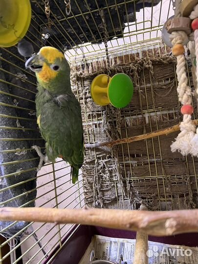 Венесуэльский амазон