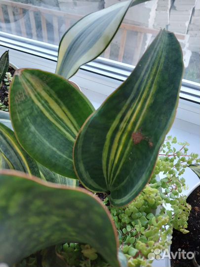 Сансевиерия разные сорта