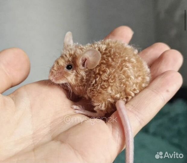 Передержка грызунов, рептилий, животных в клетках