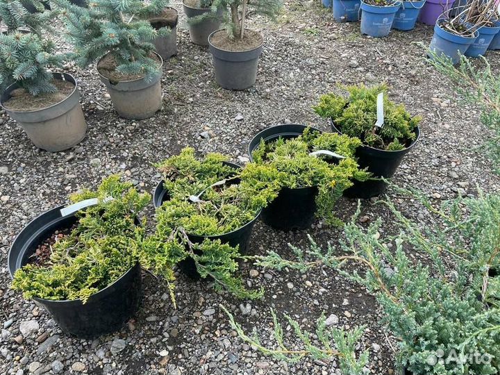 Можжевельник горизонтальный Грин Карпет